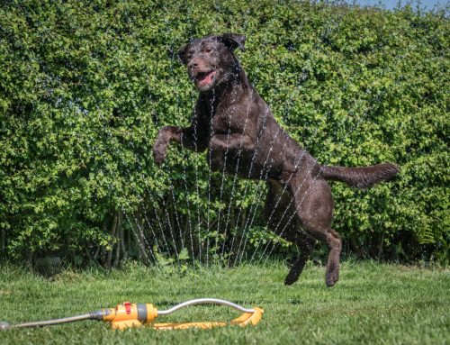 How To Keep Your Pet From Overheating